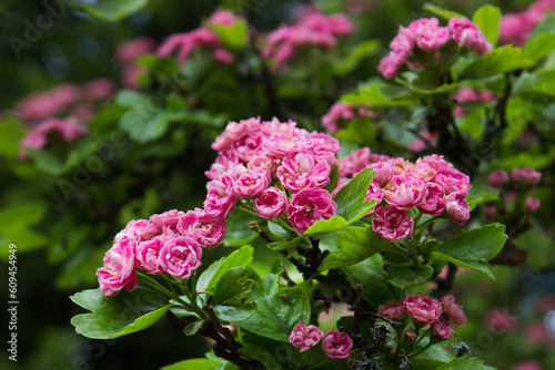 Close up pink flowering Crataegus laevigata Pauls Scarlet tree into garden