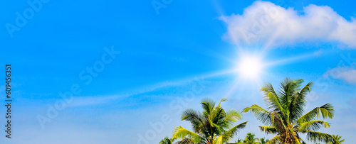 Coconut palms , sky and sun. Wide photo. © alinamd
