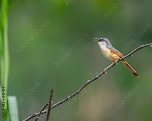 An Ashy Prinia resting