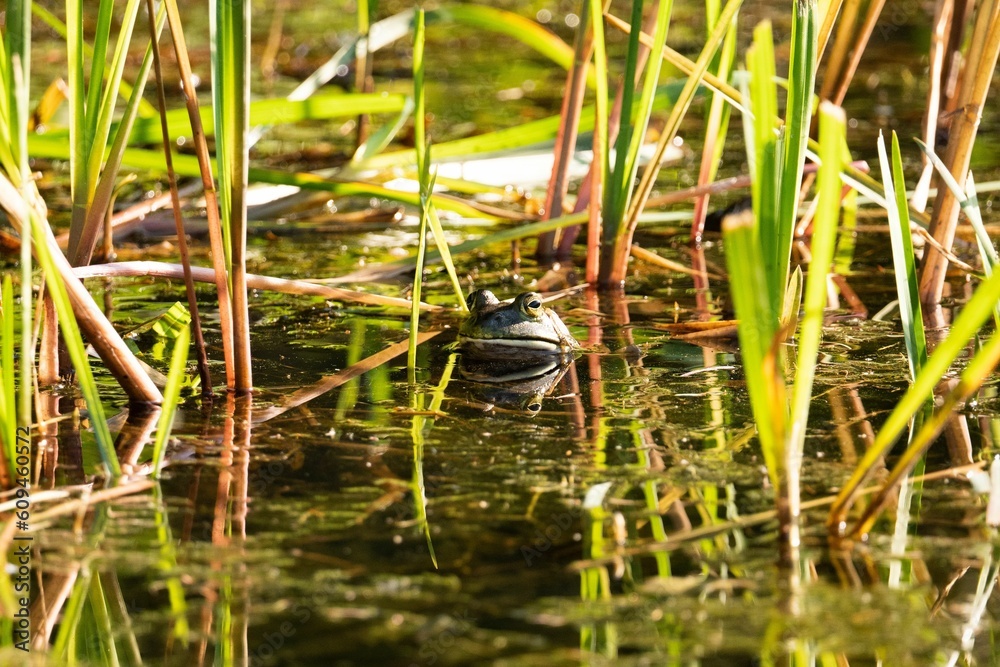 Frog in water surrounded by grass Frog in water surrounded by grass