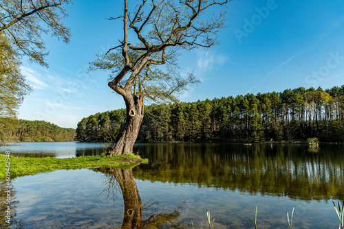 Tree by the lake