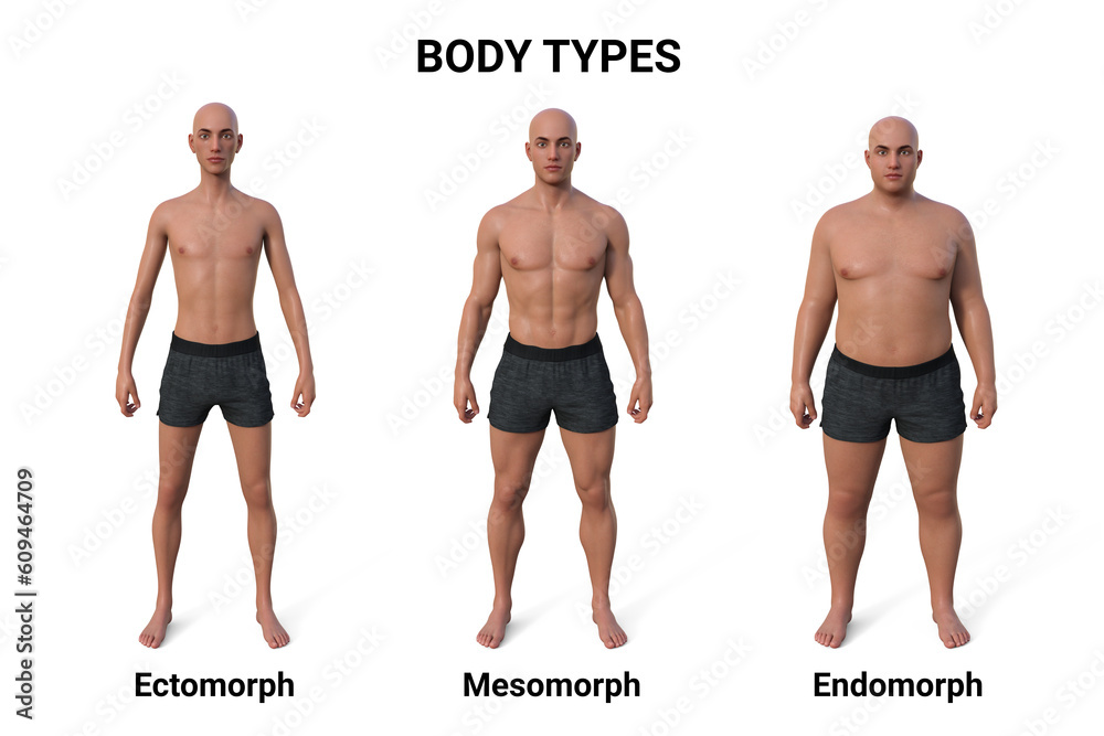 A 3D illustration of a male body showcasing three different body types