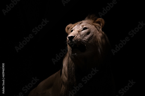 Closeup portrait of a taxidermy lion isolated on a black background