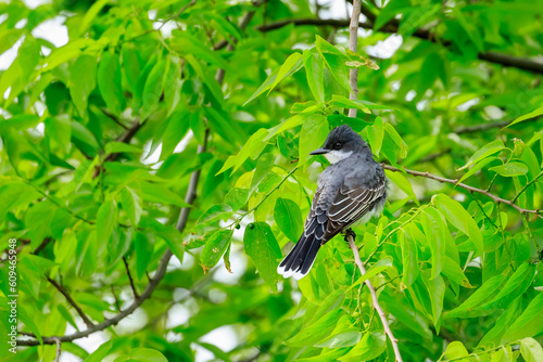 Eastern Kingbird (Tyrannus tyrannus) perched in a tree