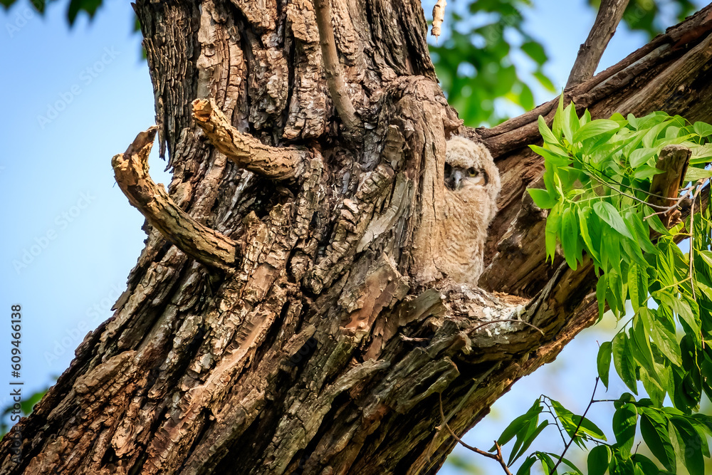 Great Horned Owl (Bubo virginianus) chicks in the nest Great Horned Owl (Bubo virginianus) chicks in the nest