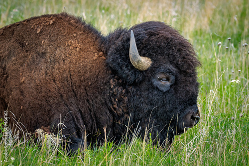Bison Portrait