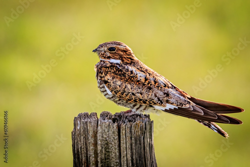 Common Nighthawk (Chordeiles minor) sitting on a post in rural Oklahoma photo