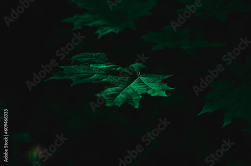 a leaf of a tree in pitch darkness photo