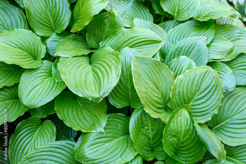 Beautiful hosta plantaginea with green leaves in garden  above view