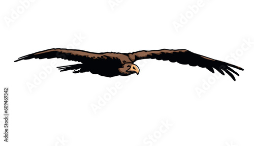 Grapical color  vulture isolated on white background, vector illustration .
