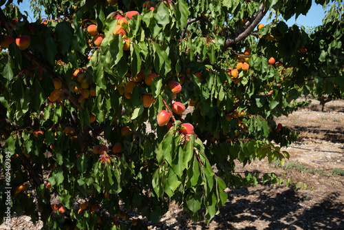 Red apricot from Roussillon

 photo