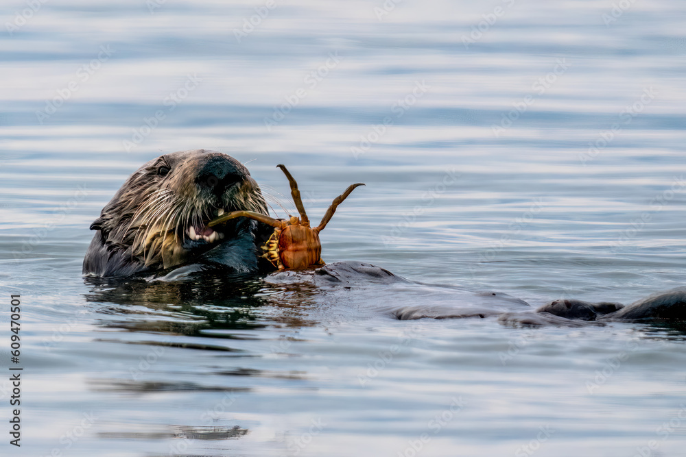 Fototapeta premium Otter eating crab