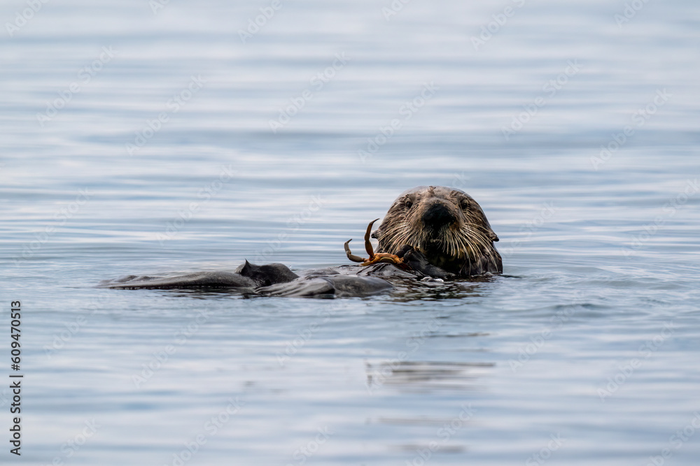 Otter eating crab Otter eating crab