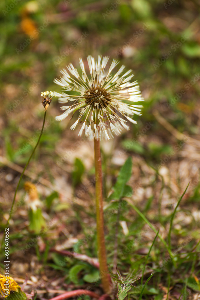 Alpine flowers of Julian Alps - Val Dogna Alpine flowers of Julian Alps - Val Dogna