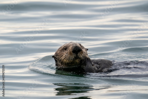 Sea otter © andrea