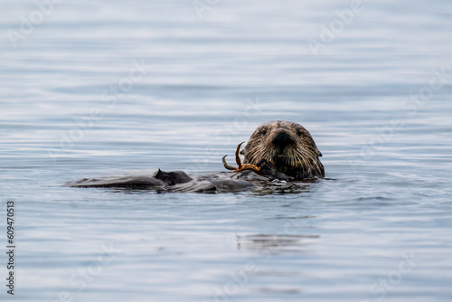 Otter eating crab