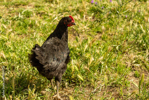 Gallina en el campo verde. Gallina huevos ecológicos.  © MP