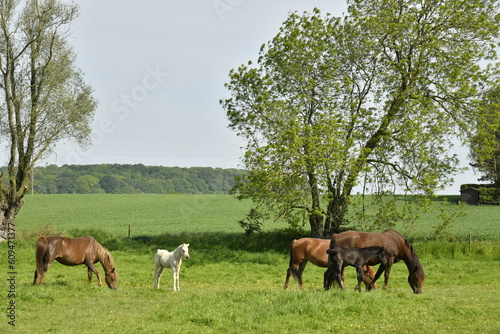 Chevaux broutant de l'herbe dans l'une des pâturages à Braine-le-Comte 