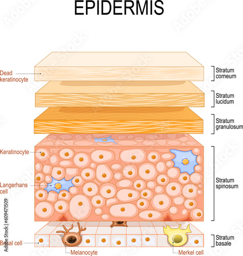 epidermis structure. Skin anatomy. Cell, and layers of a human skin. photo