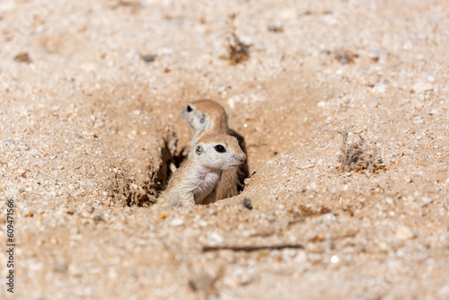 Juvenile round-tailed ground squirrel, Xerospermophilus tereticaudus, siblings, playing and hanging out at the entrance to their burrow. Adorable and cute rodents in the Sonoran Desert. Tucson, AZ. photo