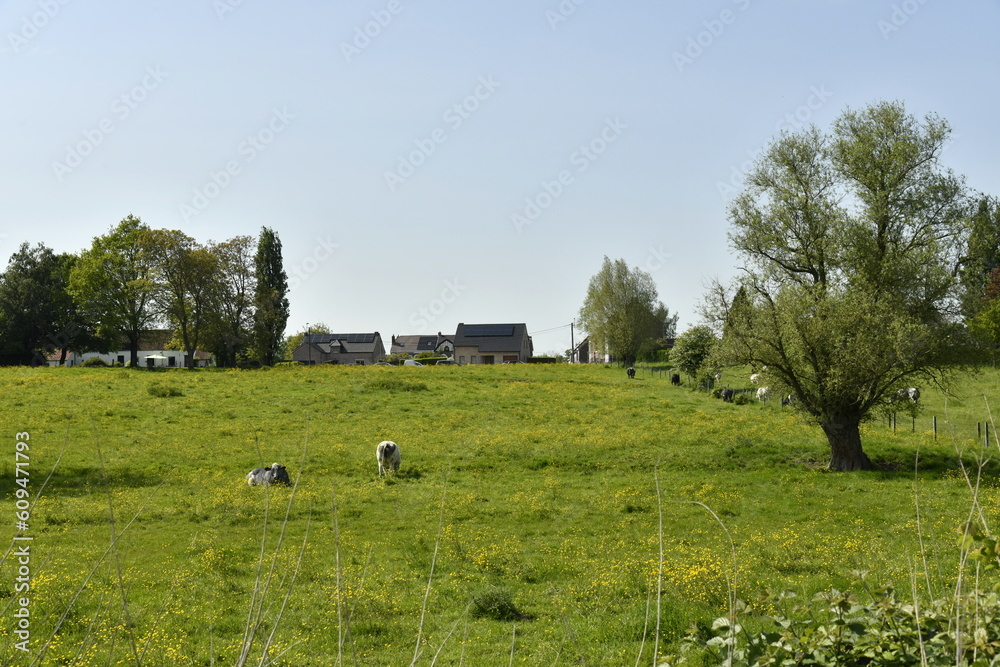 Fototapeta premium Prairies avec parfois du bétail dans la zone rurale de Braine-le-Comte 