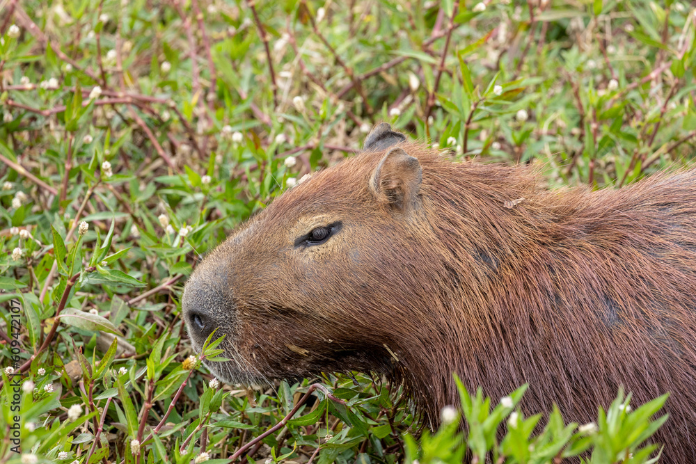The lonely capybara in the forest. The capybara is the largest rodent in the world. Species Hydrochoerus hydrochaeris. Wildlife. Cerrado. Animal lover. The lonely capybara in the forest. The capybara is the largest rodent in the world. Species Hydrochoerus hydrochaeris. Wildlife. Cerrado. Animal lover.