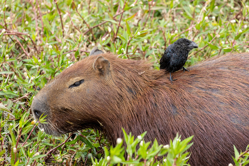 The Smooth-billed Ani also knows as Anu perched on a capybara inside forest. Specie Crotophaga ani and Hydrochoerus hydrochaeris. Birdwatching. Animal World. bird lover. Wildlife.