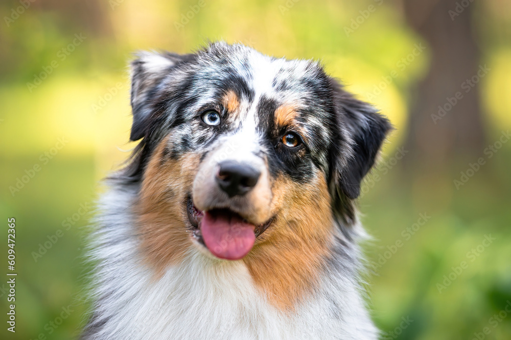 Beautiful merle Australian Shepherd with blue eye, Aussie with two different eye colors portrait outdoor, green blurred background in the forest, on the spring grass