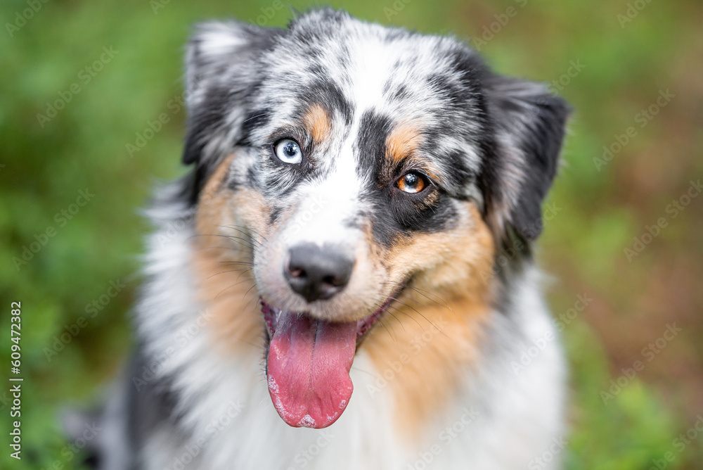Beautiful merle Australian Shepherd with blue eye, Aussie with two different eye colors portrait outdoor, green blurred background in the forest, on the spring grass Beautiful merle Australian Shepherd with blue eye, Aussie with two different eye colors portrait outdoor, green blurred background in the forest, on the spring grass