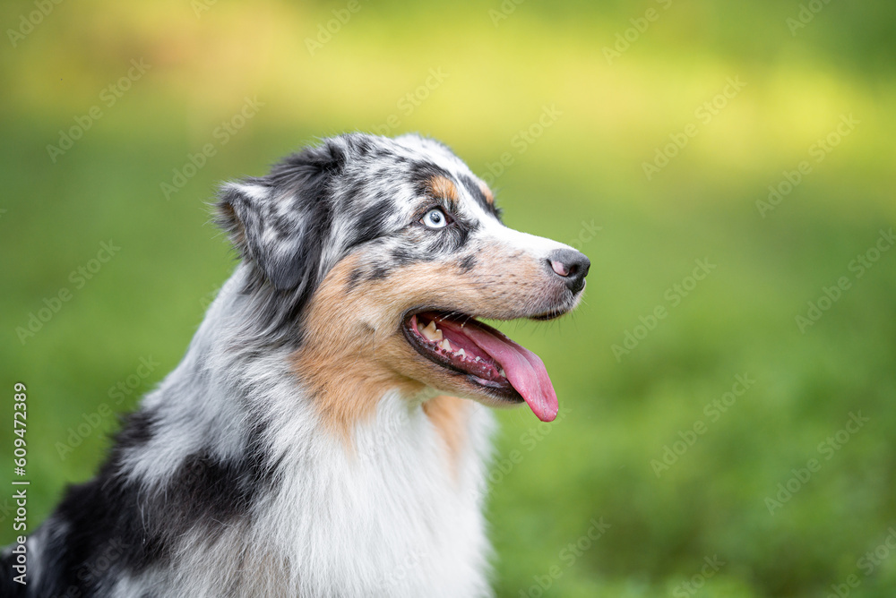 Beautiful merle Australian Shepherd with blue eye, Aussie with two different eye colors portrait outdoor, green blurred background in the forest, on the spring grass