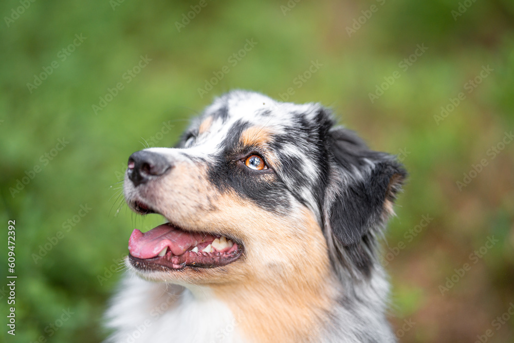 Beautiful merle Australian Shepherd with blue eye, Aussie with two different eye colors portrait outdoor, green blurred background in the forest, on the spring grass Beautiful merle Australian Shepherd with blue eye, Aussie with two different eye colors portrait outdoor, green blurred background in the forest, on the spring grass
