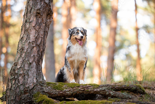 Beautiful merle Australian Shepherd with blue eye, Aussie with two different eye colors portrait outdoor, green blurred background in the forest, on the spring grass