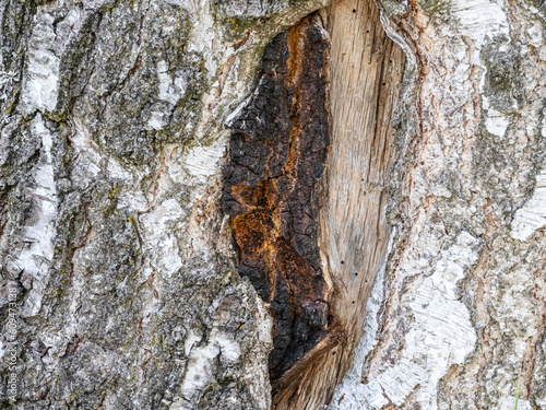 Schiefer Schillerpolring oder Chaga (INONOTUS OBLIQUUS) photo