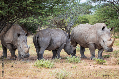 Family of Southern African White Rhino in natural habitat under acacia trees Ceratotherium  simum