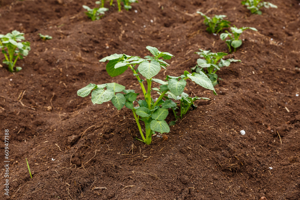 Seedlings of potatoes in the field. Cultivation of potatoes in the field. Seedlings of potatoes in the field. Cultivation of potatoes in the field.