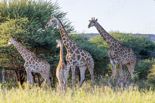 Group of Angolan Giraffes  Giraffa camelopardalis angolensis also called Namibian Giraffes in their natural habitat 
