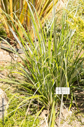 Astelia Banksii plant in Zurich in Switzerland photo