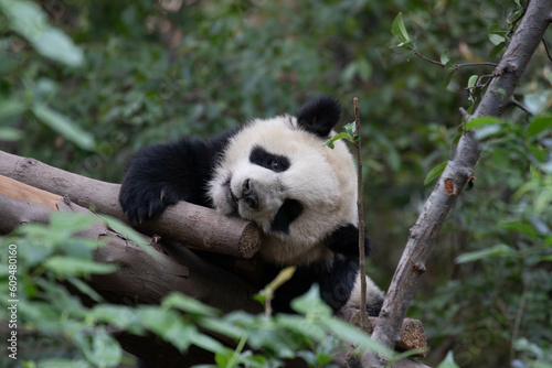 Close up sleeping little panda on the wood bar  Chengdu Panda Base