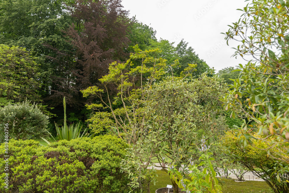 Obraz premium Exotic plantations at the botanical garden in Zurich in Switzerland