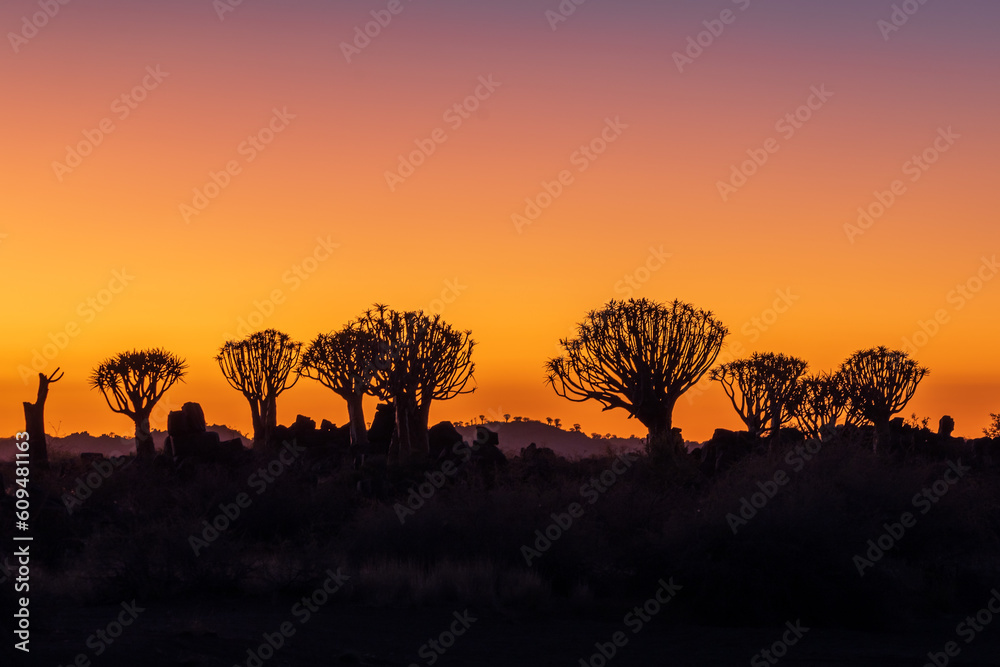 Beautiful twilight scenery before sunrise with silhouette of quiver tree forest on horizon in Keetmanshoop, Namibia