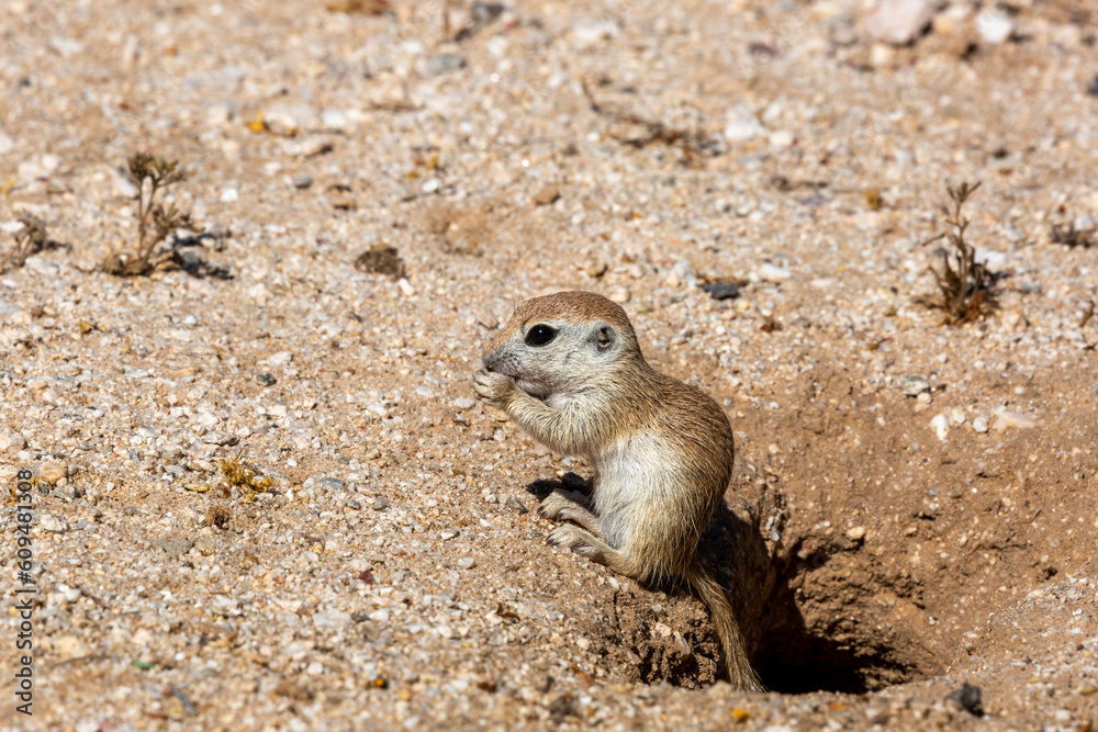 Round tailed ground squirrel, Xerospermophilus tereticaudus, hanging out by the entrance to their burrow. Cute wildlife in the Sonoran Desert. Pima County, Tucson, Arizona, USA. Round tailed ground squirrel, Xerospermophilus tereticaudus, hanging out by the entrance to their burrow. Cute wildlife in the Sonoran Desert. Pima County, Tucson, Arizona, USA.