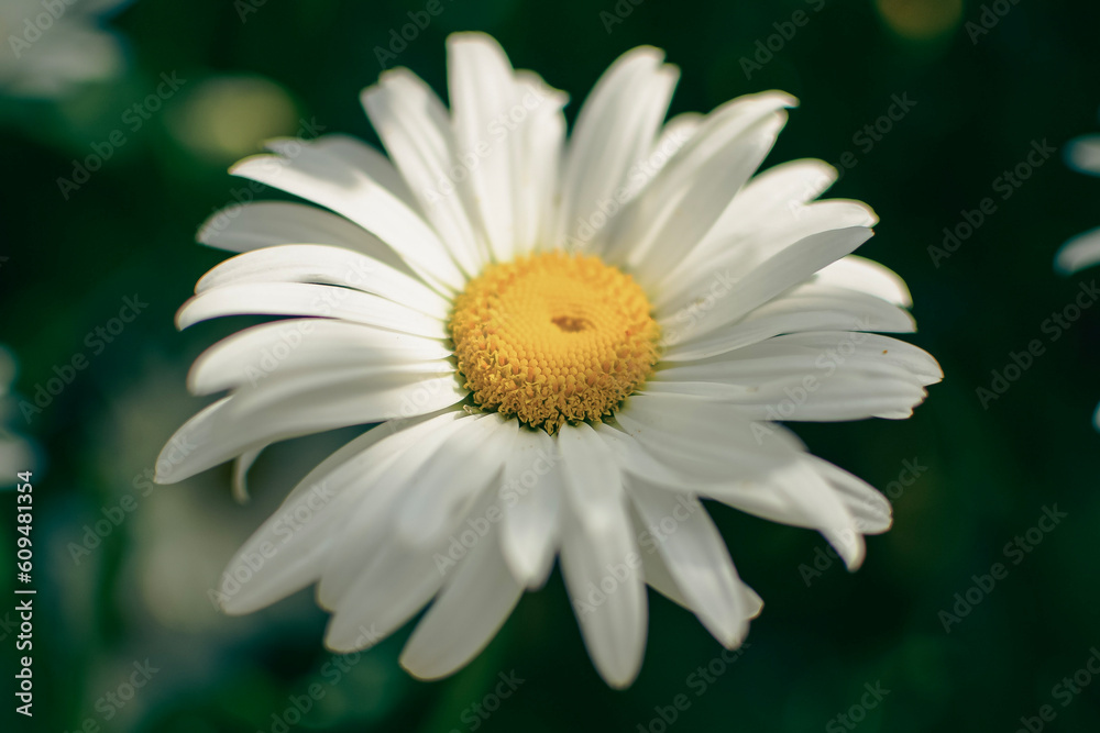 Obraz premium daisy flower closeup