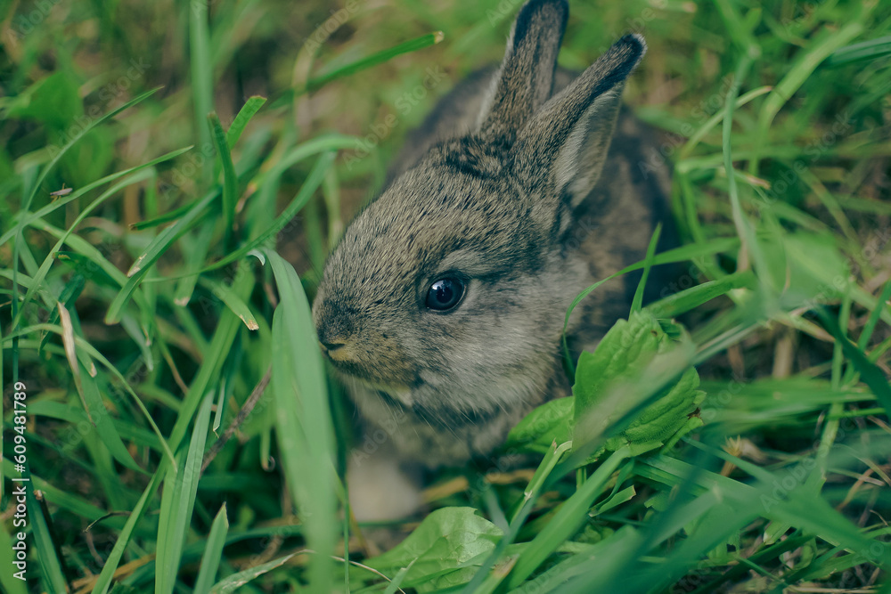rabbit in the grass
