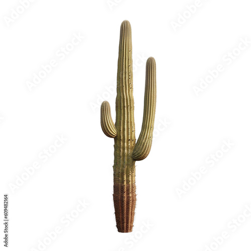 Saguaro Cactus on a transparent background