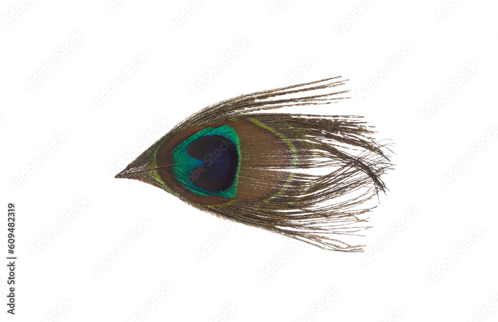 Obraz premium peacock feather isolated on white background