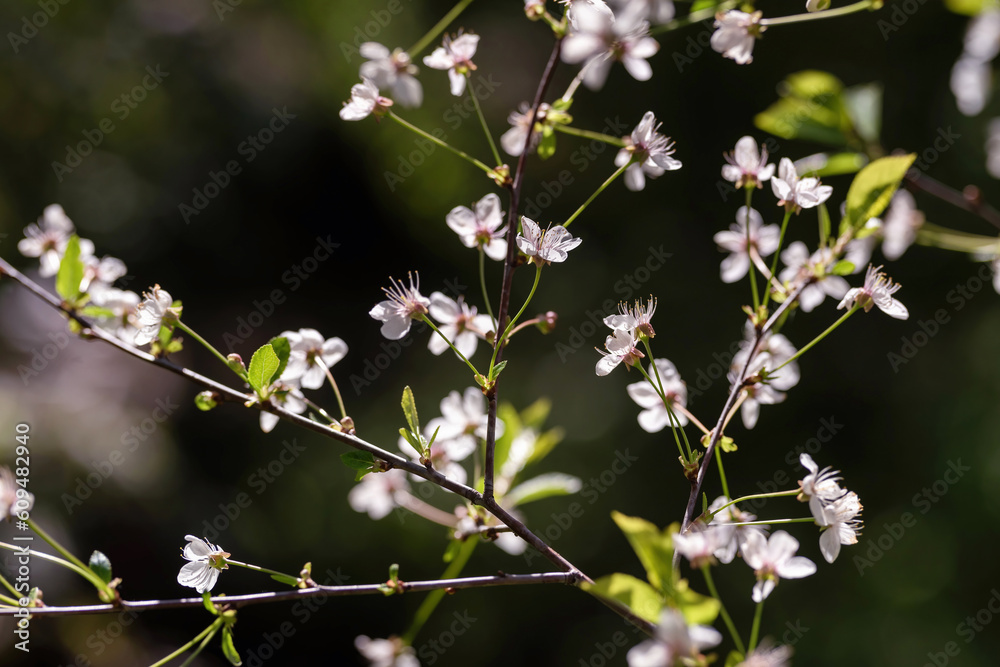 Cherry blossoms in the garden, back light. Cherry blossoms in the garden, back light.