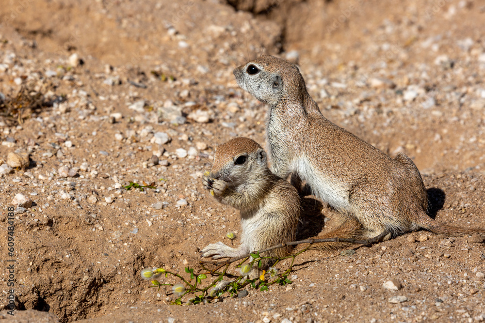 Naklejka premium A mother round-tailed ground squirrel, Xerospermophilus tereticaudus, watches over one of her young, near the burrow, while they are eating creosote bush seeds. Pima County, Tucson, Arizona, USA.