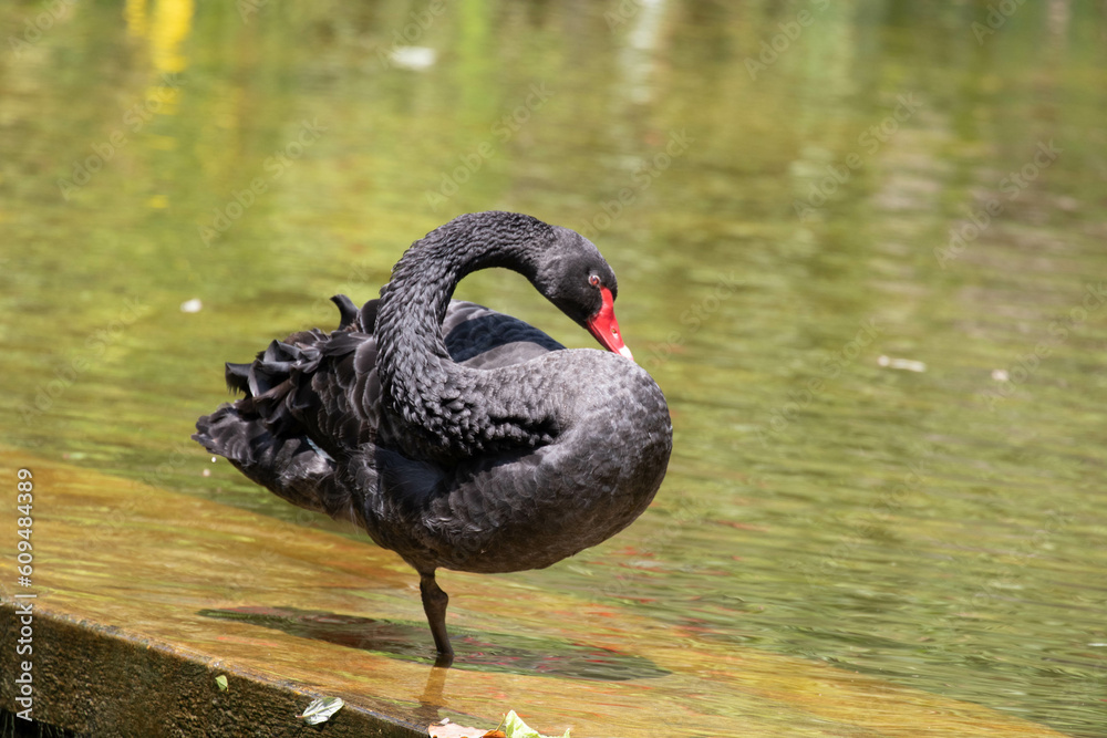 Fototapeta premium Close up Black Swan