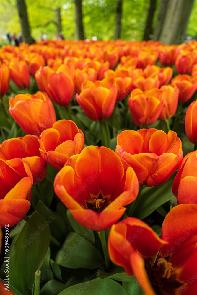 red and yellow tulips in spring red and yellow tulips in spring