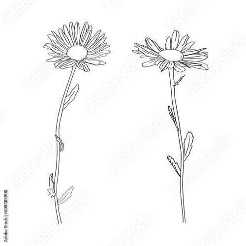 Chamomile Flower herbal organic . trend linear style. Vector Logo Emblem of Medical Chamomile Can be Used Template for packing Tea , Cosmetics, Medicines, biological additives